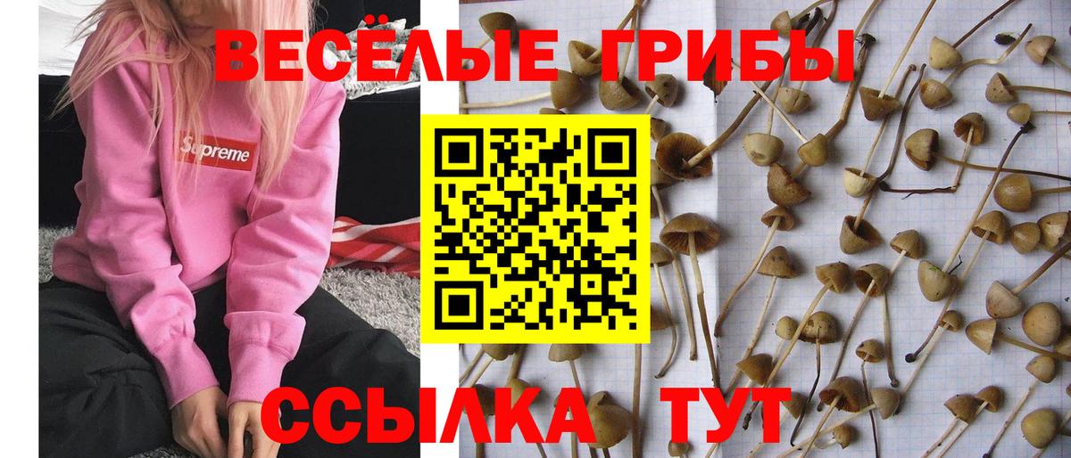 Псилоцибиновые грибы ЛСД Новочеркасск